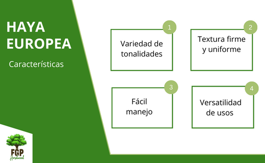 Características del haya europea