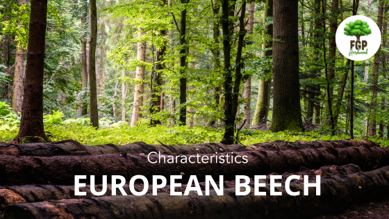European beech characteristics