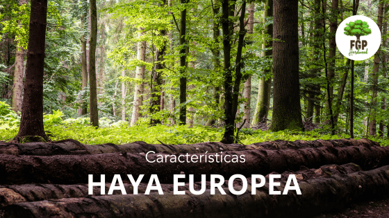 Características haya europea